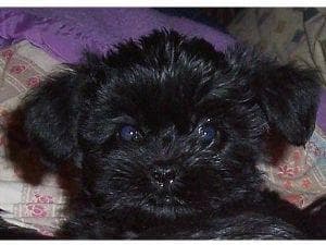 Affenpinscher