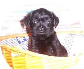 Affenpinscher