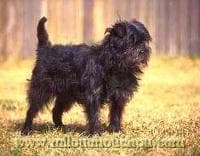 Affenpinscher