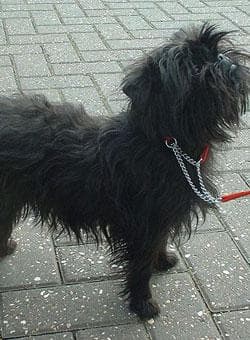 Affenpinscher