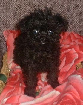 Affenpinscher