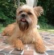 Affenpinscher