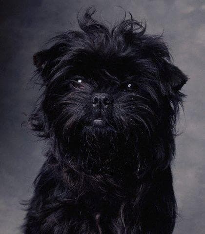 Affenpinscher
