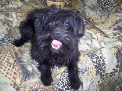 Affenpinscher