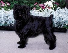 Affenpinscher