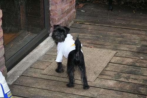 Affenpinscher