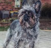 Affenpinscher