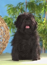 Affenpinscher