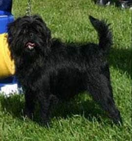 Affenpinscher