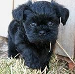 Affenpinscher