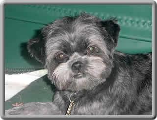 Affenpinscher