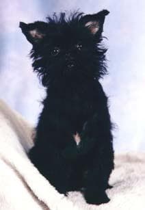 Affenpinscher