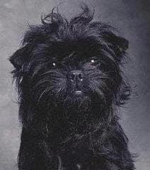 Affenpinscher