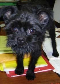 Affenpinscher
