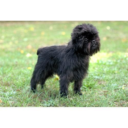 Affenpinscher