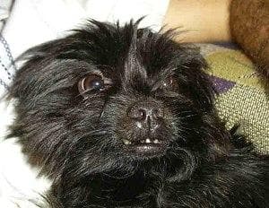 Affenpinscher
