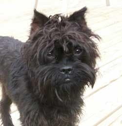 Affenpinscher