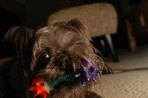Affenpinscher