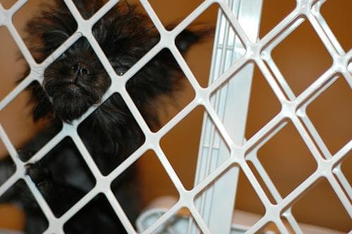 Affenpinscher