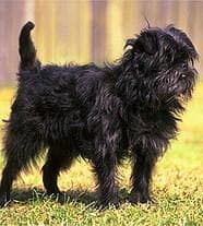 Affenpinscher