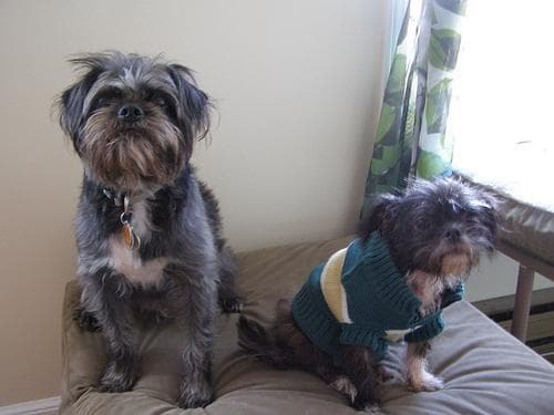 Affenpinscher