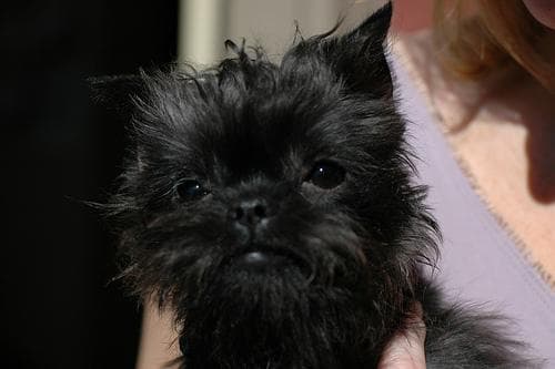 Affenpinscher