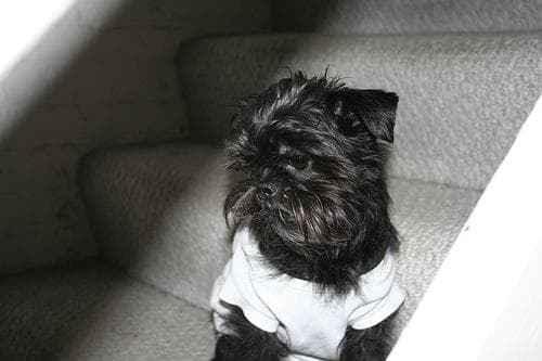 Affenpinscher