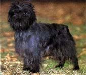 Affenpinscher