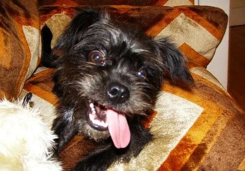 Affenpinscher
