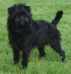 Affenpinscher