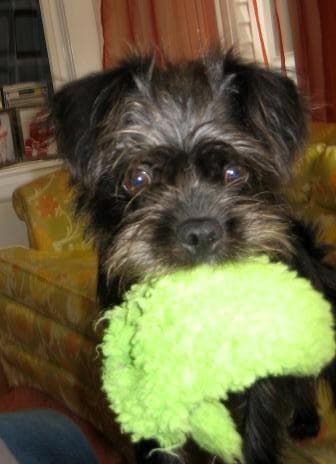 Affenpinscher