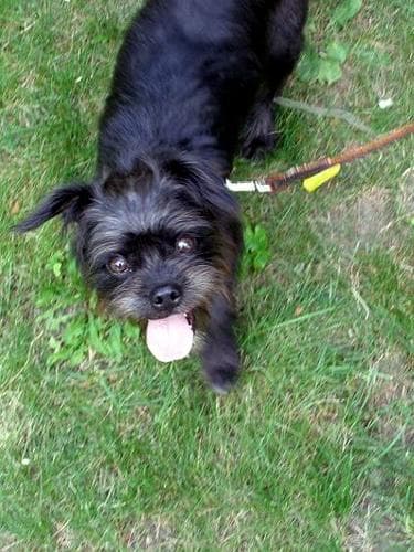 Affenpinscher