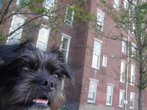 Affenpinscher