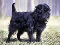 Affenpinscher
