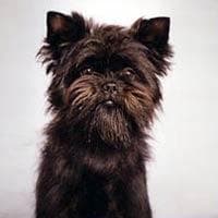 Affenpinscher