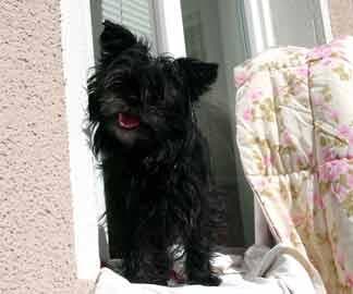 Affenpinscher