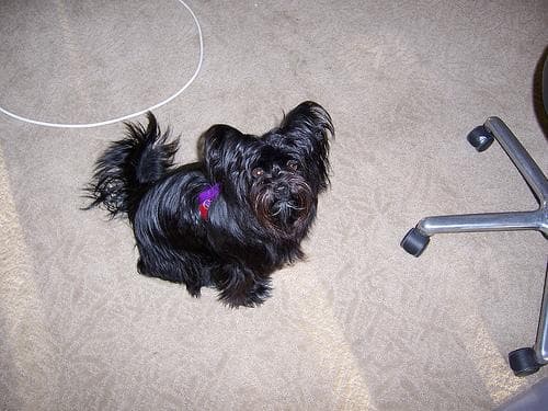 Affenpinscher