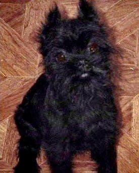 Affenpinscher