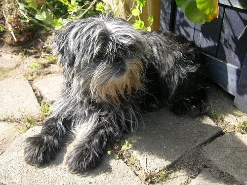 Affenpinscher