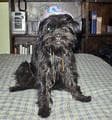 Affenpinscher