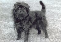 Affenpinscher