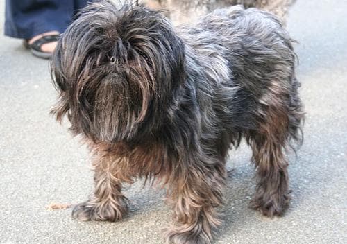 Affenpinscher