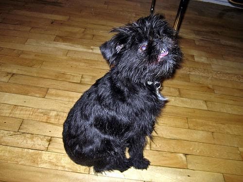 Affenpinscher