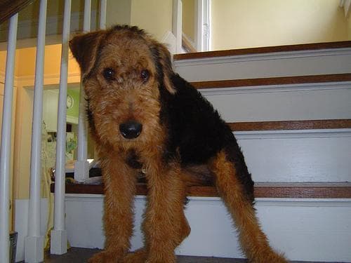 Airedale Terrier