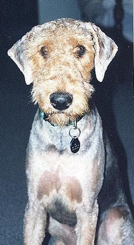 Airedale Terrier