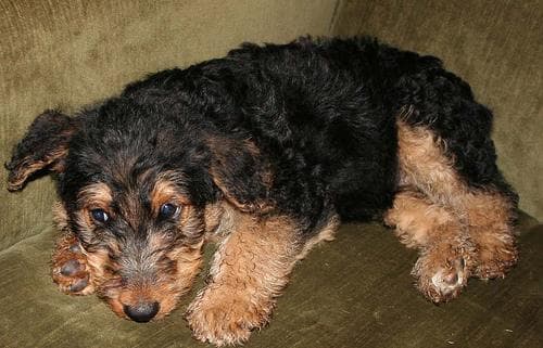 Airedale Terrier