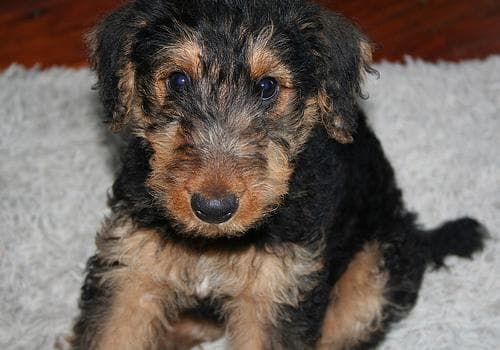 Airedale Terrier