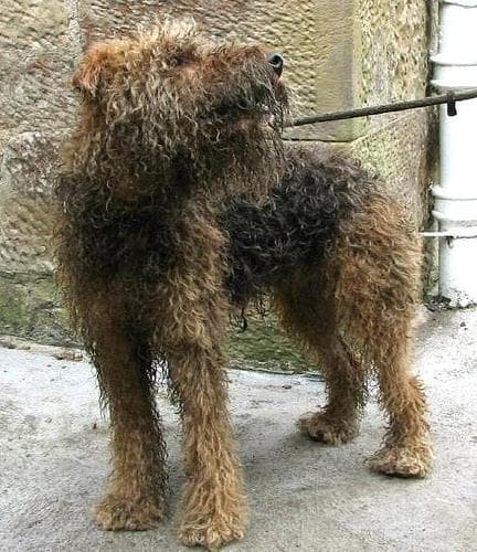 Airedale Terrier