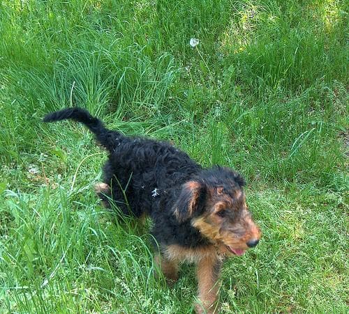 Airedale Terrier
