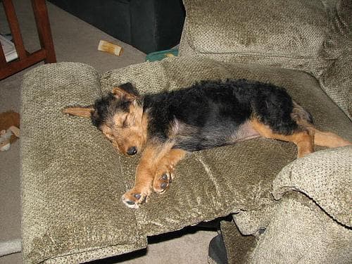 Airedale Terrier